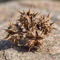Ginseng Coreano (Panax ginseng)